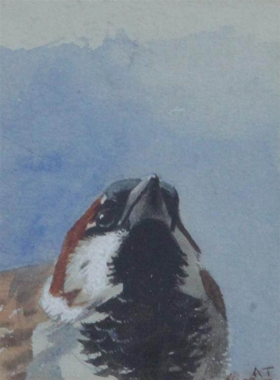 Archibald Thorburn (1860-1935) House Sparrow 3 x 2.25in.